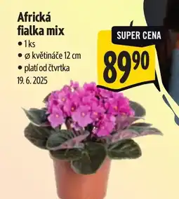 Albert Africká fialka mix nabídka