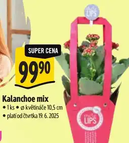 Albert Kalanchoe mix nabídka
