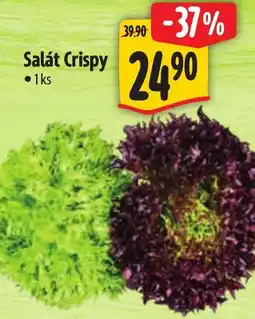 Albert Salát Crispy nabídka