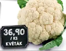 Jip Květák nabídka