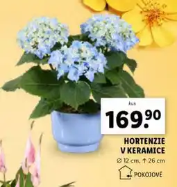 Lidl HORTENZIE V KERAMICE nabídka
