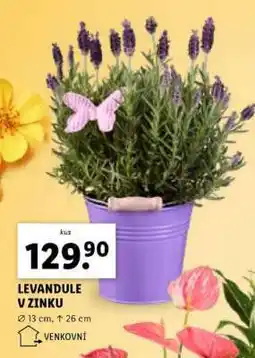 Lidl LEVANDULE V ZINKU nabídka