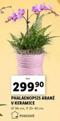 Lidl PHALAENOPSIS ARANŽ V KERAMICE nabídka