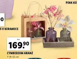Lidl CYMBIDIUM ARANŽ nabídka