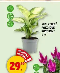 Penny Market MINI ZELENÉ POKOJOVÉ ROSTLINY, 1 ks nabídka