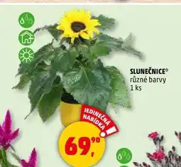 Penny Market SLUNEČNICE různé barvy, 1 ks nabídka