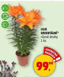 Penny Market LILIE ORIENTÁLNÍ různé druhy, 1 ks nabídka