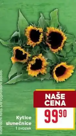 Billa Kytice slunečnice nabídka