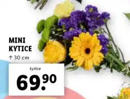 Lidl MINI KYTICE nabídka