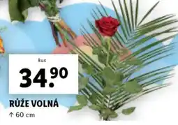 Lidl RŮŽE VOLNÁ nabídka