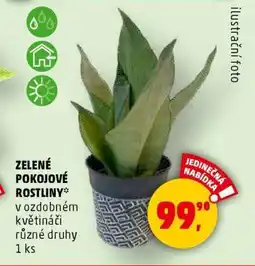 Penny Market Zelené pokojové rostliny nabídka