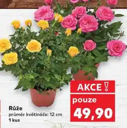 Kaufland Růže nabídka