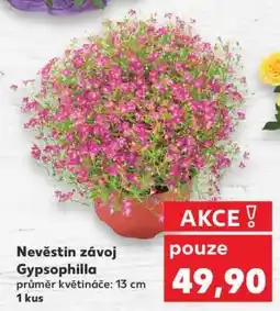 Kaufland Nevěstin závoj Gypsophilla nabídka