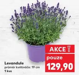 Kaufland LEVANDULE nabídka