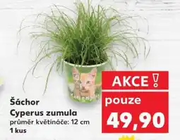 Kaufland Šáchor - Cyperus zumula nabídka
