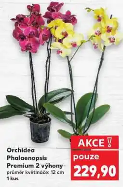 Kaufland ORCHIDEA PHALAENOPSIS nabídka