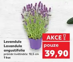 Kaufland Levandule Lavandula angustifolia nabídka
