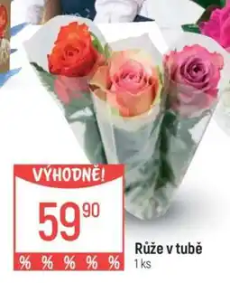Globus Růže v tubě nabídka