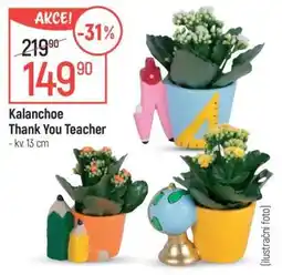 Globus Kalanchoe Thank You Teacher nabídka