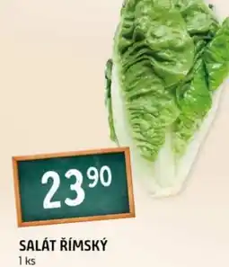 Terno Salát římský nabídka