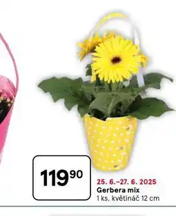 Tesco Gerbera mix nabídka