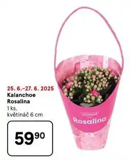 Tesco Kalanchoe rosalina nabídka