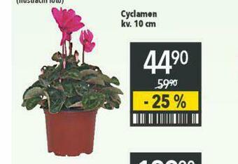 Cyclamen