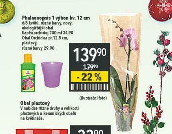 Globus Orchidea - phalaenopsis nabídka