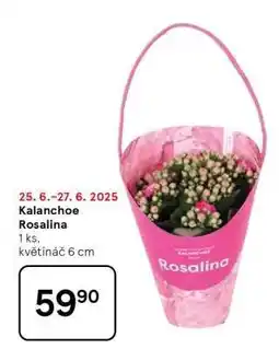 Tesco Kalanchoe Rosalina nabídka