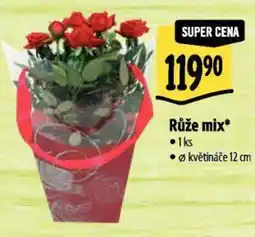 Albert Růže mix nabídka