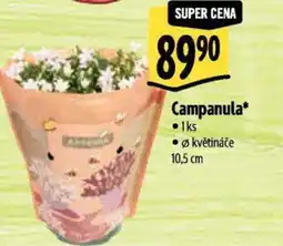 Albert Campanula nabídka