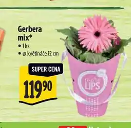 Albert Gerbera mix,pr. květináče 12 cm nabídka