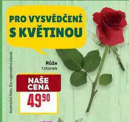 Billa Růže 1 stonek nabídka