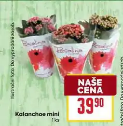 Billa Kalanchoe mini 1ks nabídka