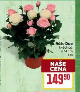 Billa Růže Duo květináč 14 cm 1ks nabídka