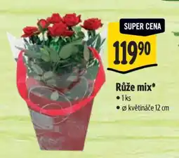 Albert Růže mix nabídka