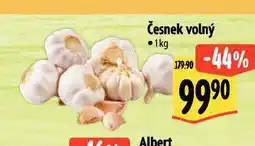 Albert Česnek volný nabídka