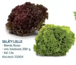 Makro SALÁTY LOLLO nabídka