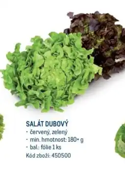 Makro SALÁT DUBOVÝ nabídka