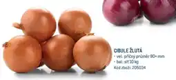 Makro CIBULE ŽLUTÁ nabídka