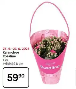 Tesco Kalanchoe Rosalina, 1 ks. květináč 6 cm nabídka