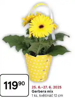 Tesco Gerbera mix, 1 ks, květináč 12 cm nabídka