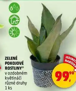 Penny Market ZELENÉ POKOJOVÉ ROSTLINY v ozdobném květináči různé druhy, 1 ks nabídka