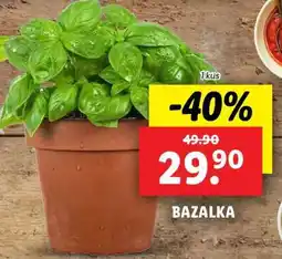 Lidl Bazalka nabídka