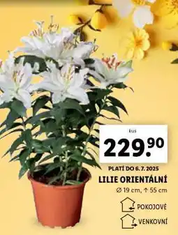 Lidl LILIE ORIENTÁLNÍ nabídka