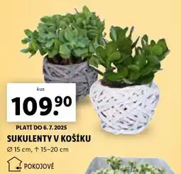 Lidl Sukulent v košíku nabídka