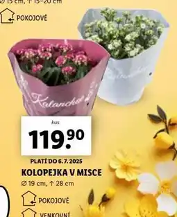Lidl Kolopejka v misce nabídka