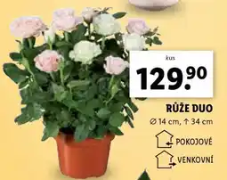 Lidl Růže Duo nabídka