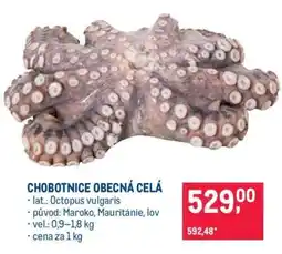 Makro Chobotnice obecná celá nabídka