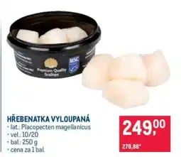 Makro Hřebenatka vyloupaná nabídka